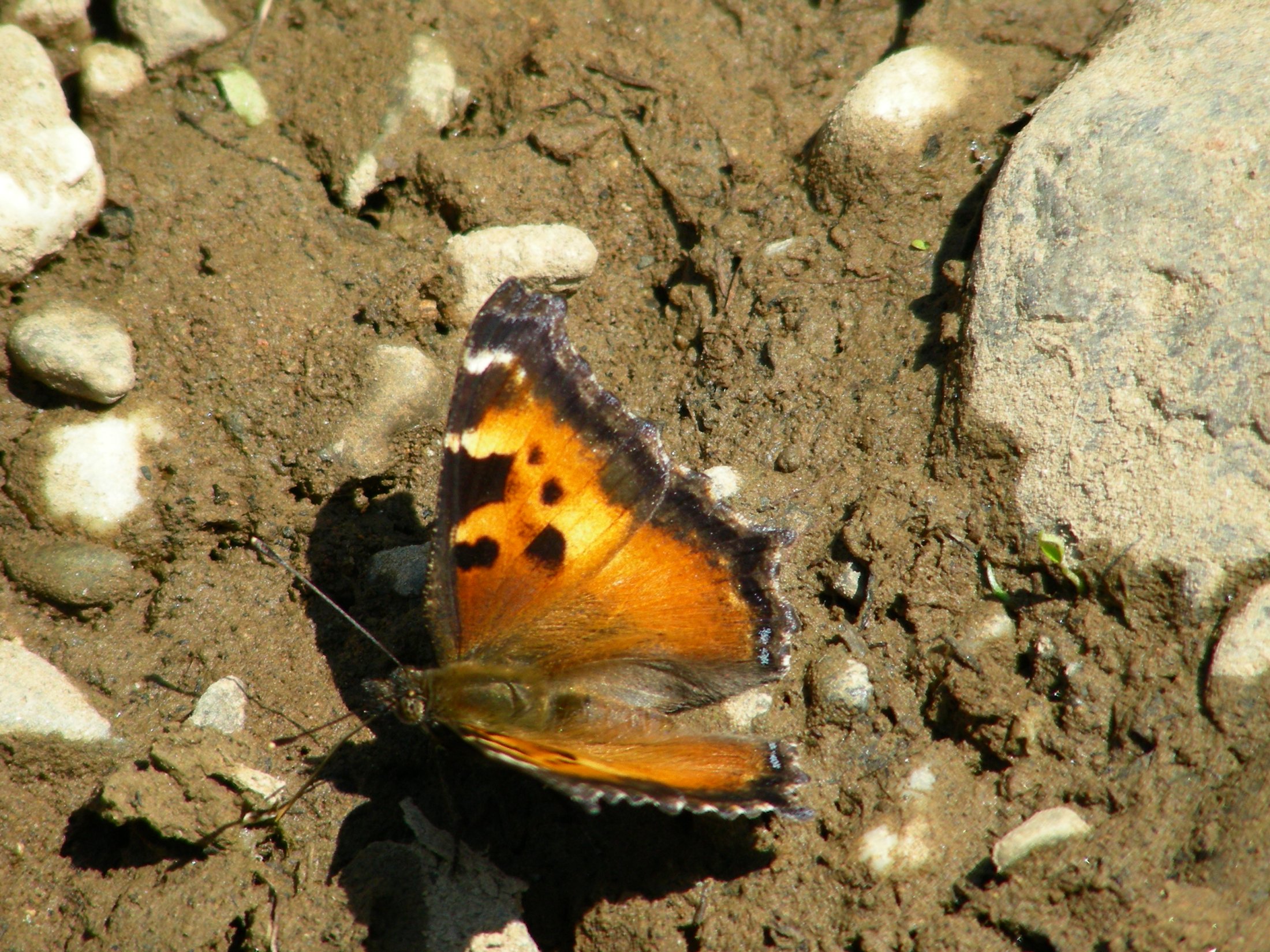 Nymphalis californica