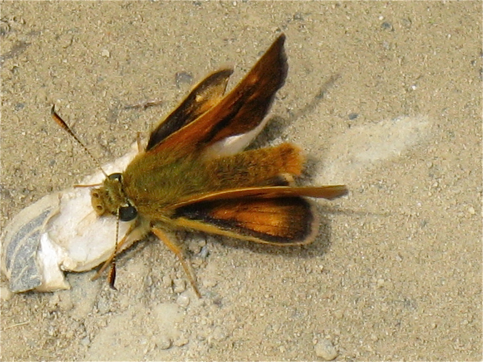 Ochlodes agricola