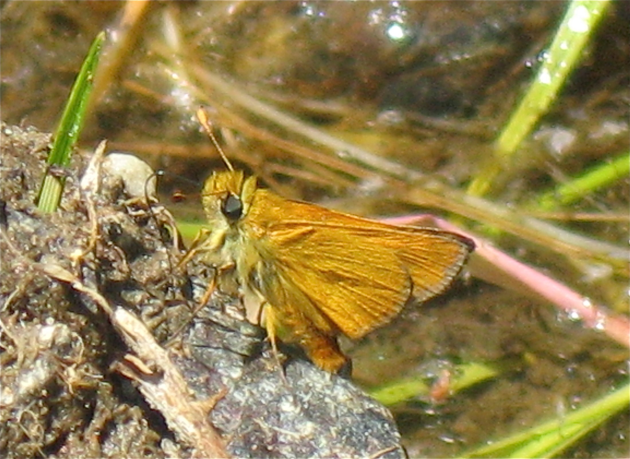 Ochlodes agricola