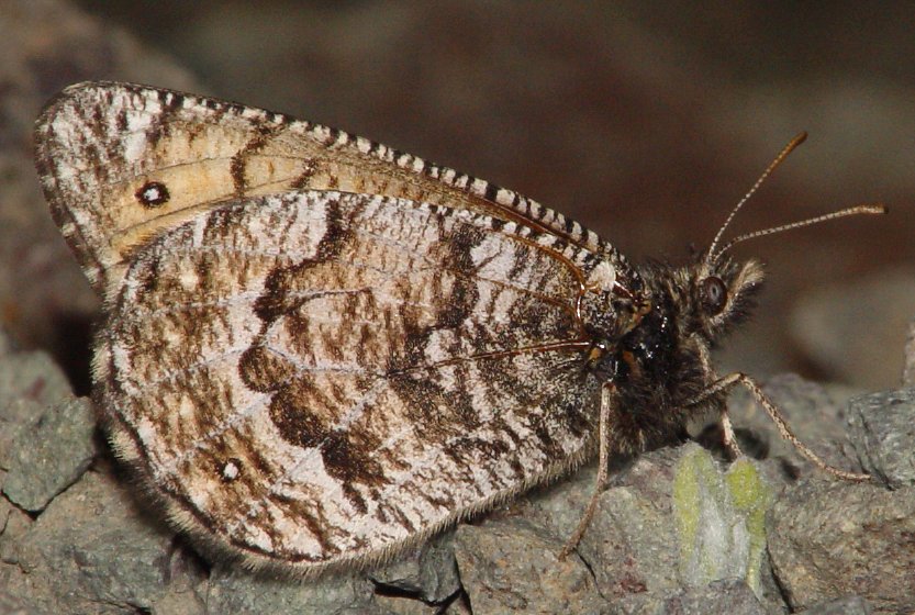 Oeneis chryxus ivallda