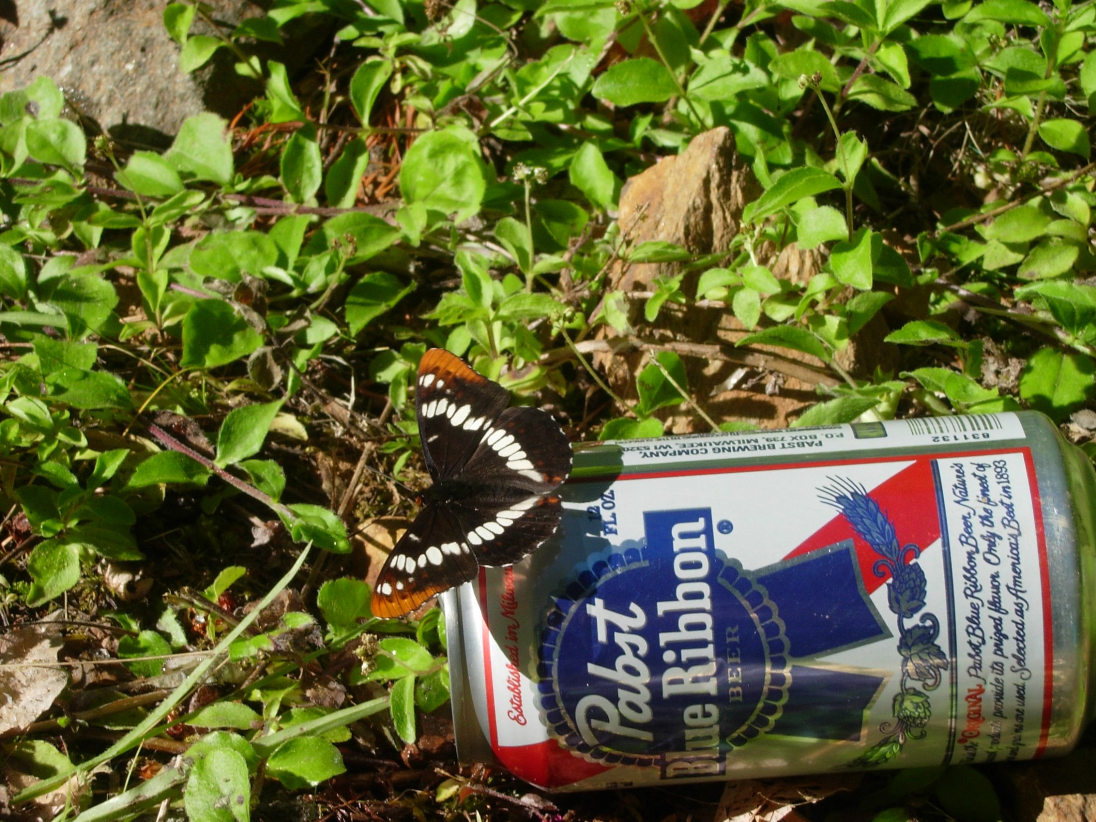"Lorquin's Admiral enjoying the official beverage of the Shapiro lab."