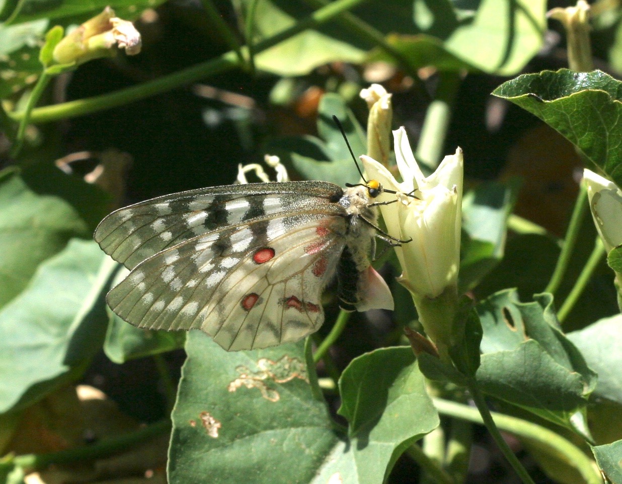 Parnassius clodius, photo by John Lane