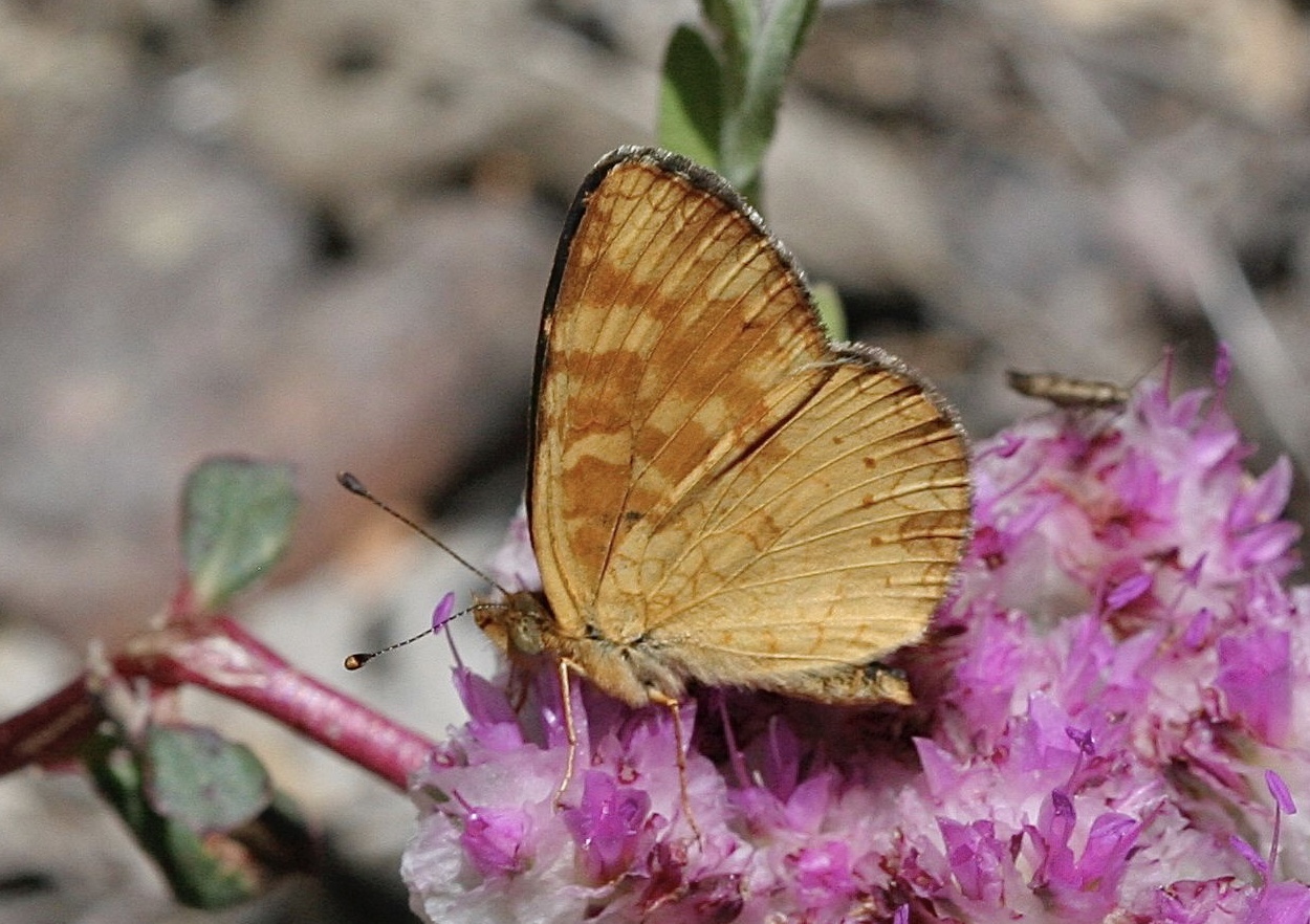 Phyciodes campestris montana, photo by John Lane