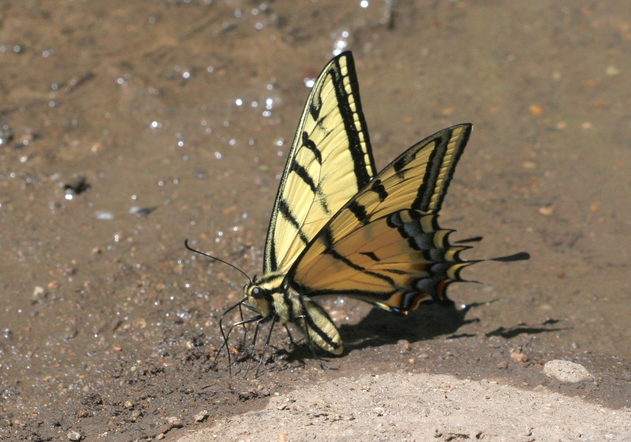 Papilio multicaudatus, photo by John Lane
