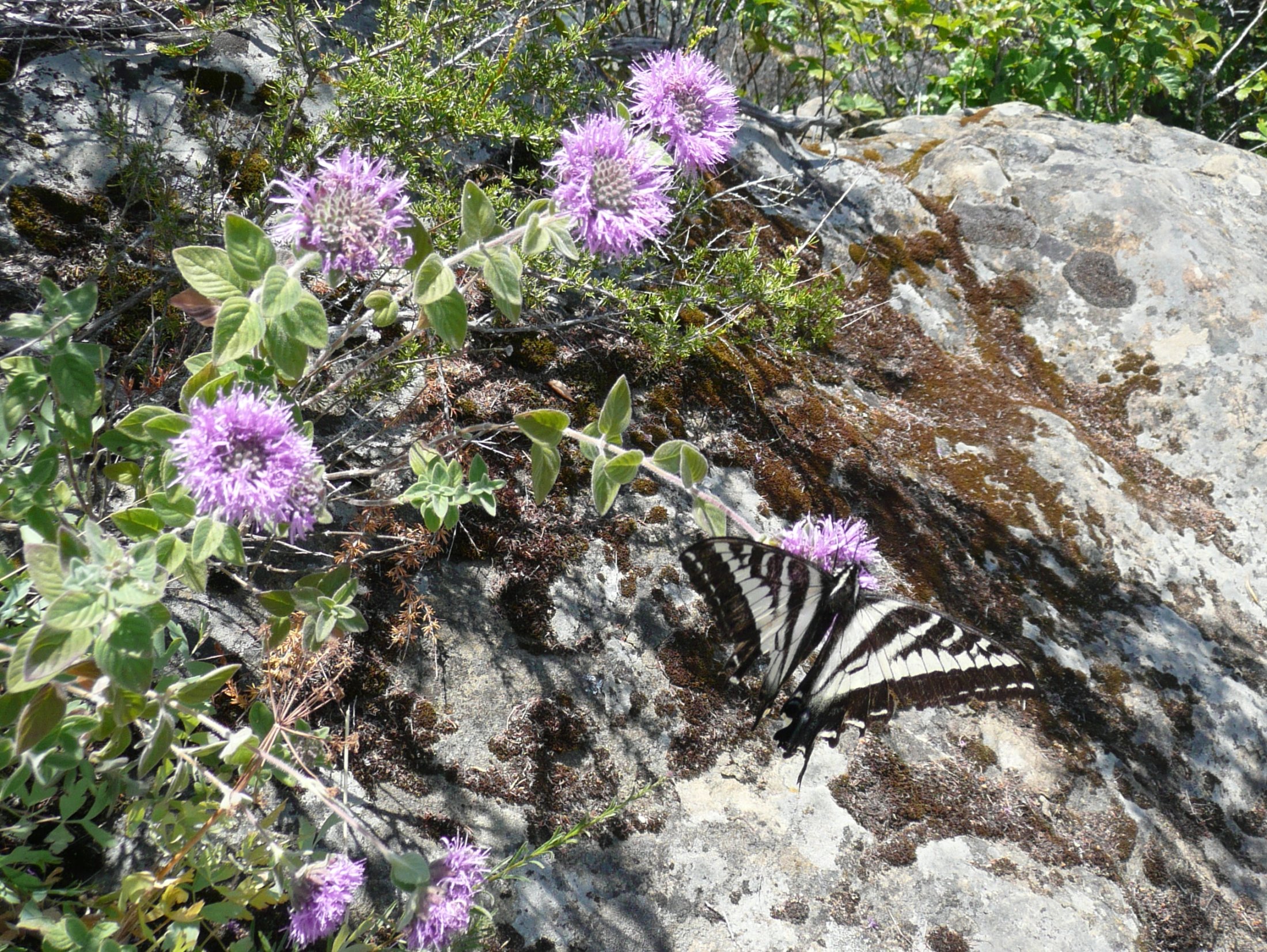 Papilio eurymedon