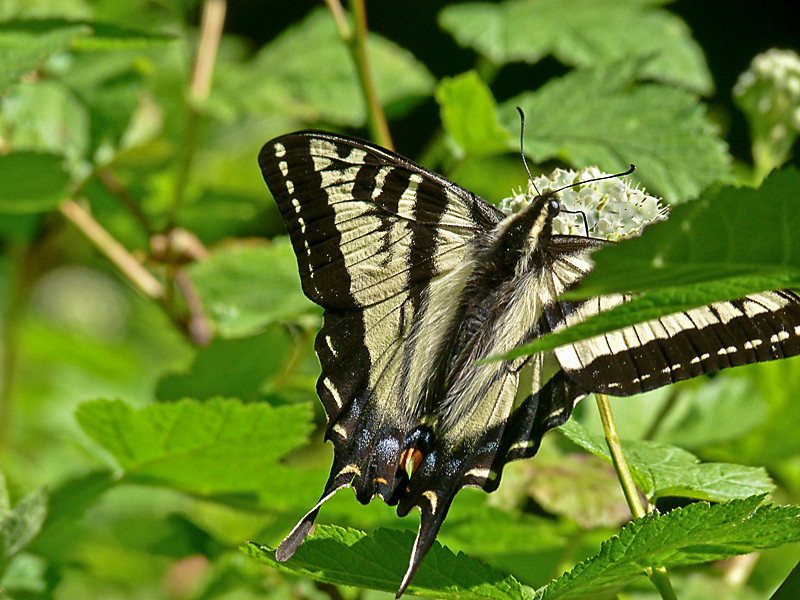 Papilio eurymedon