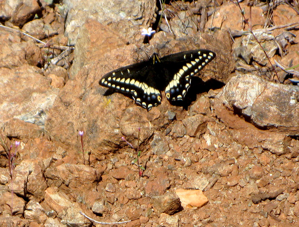 Papilio indra