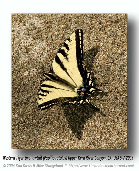 Papilio_rutulus