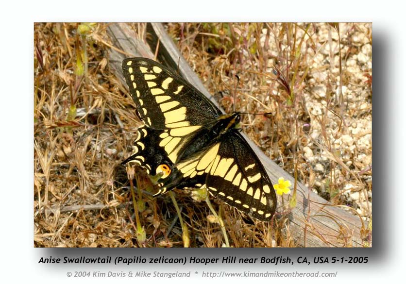Papilio zelicaon