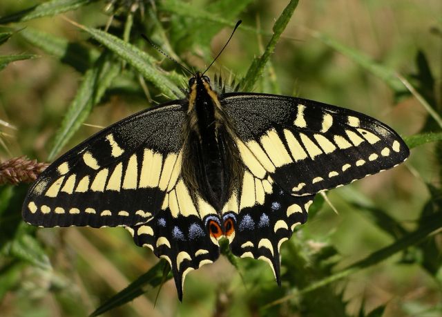 Papilio zelicaon