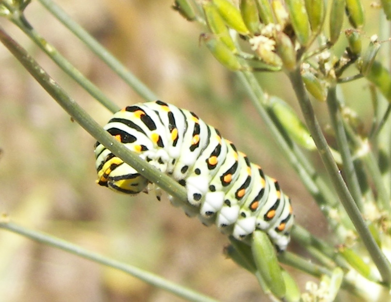 Papilio zelicaon