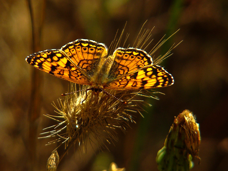Phyciodes mylitta