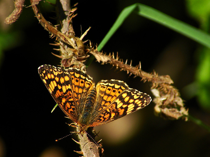 Phyciodes mylitta