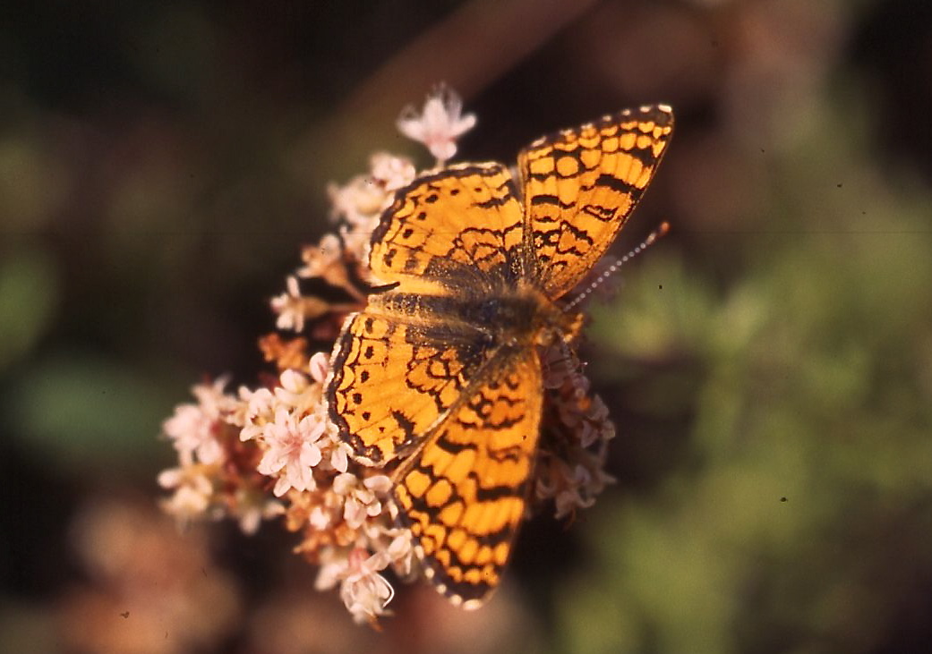 Phyciodes mylitta