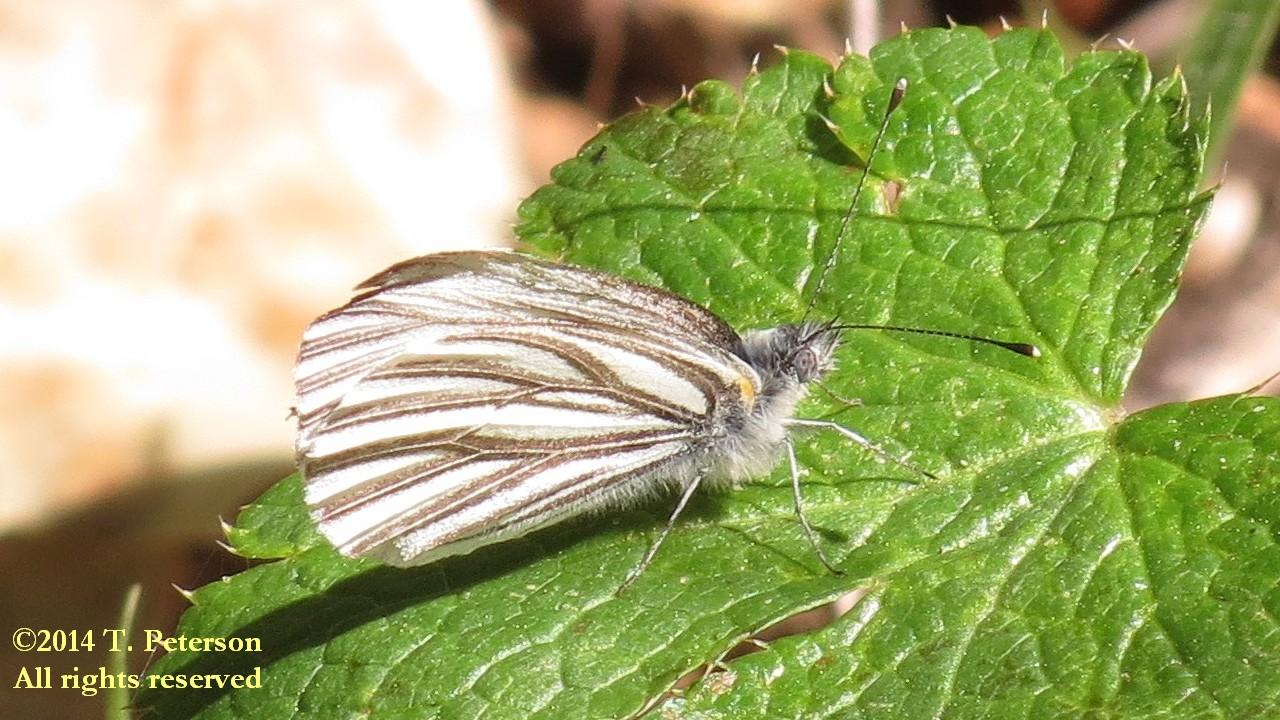 Pieris napi