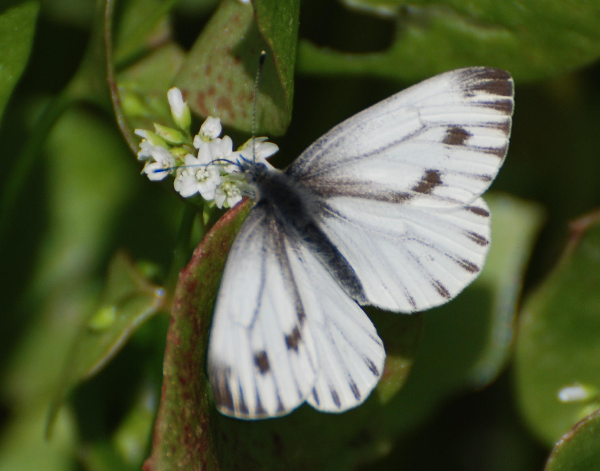 Pieris napi