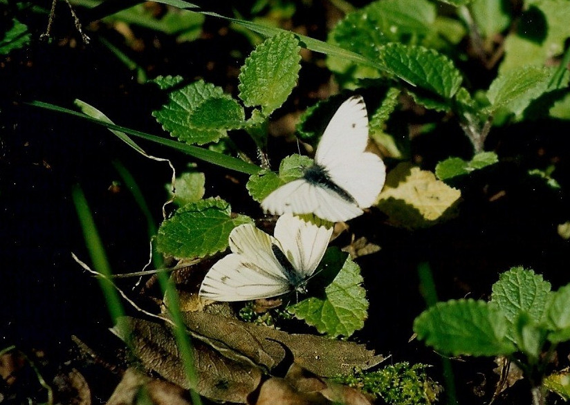 Pieris napi