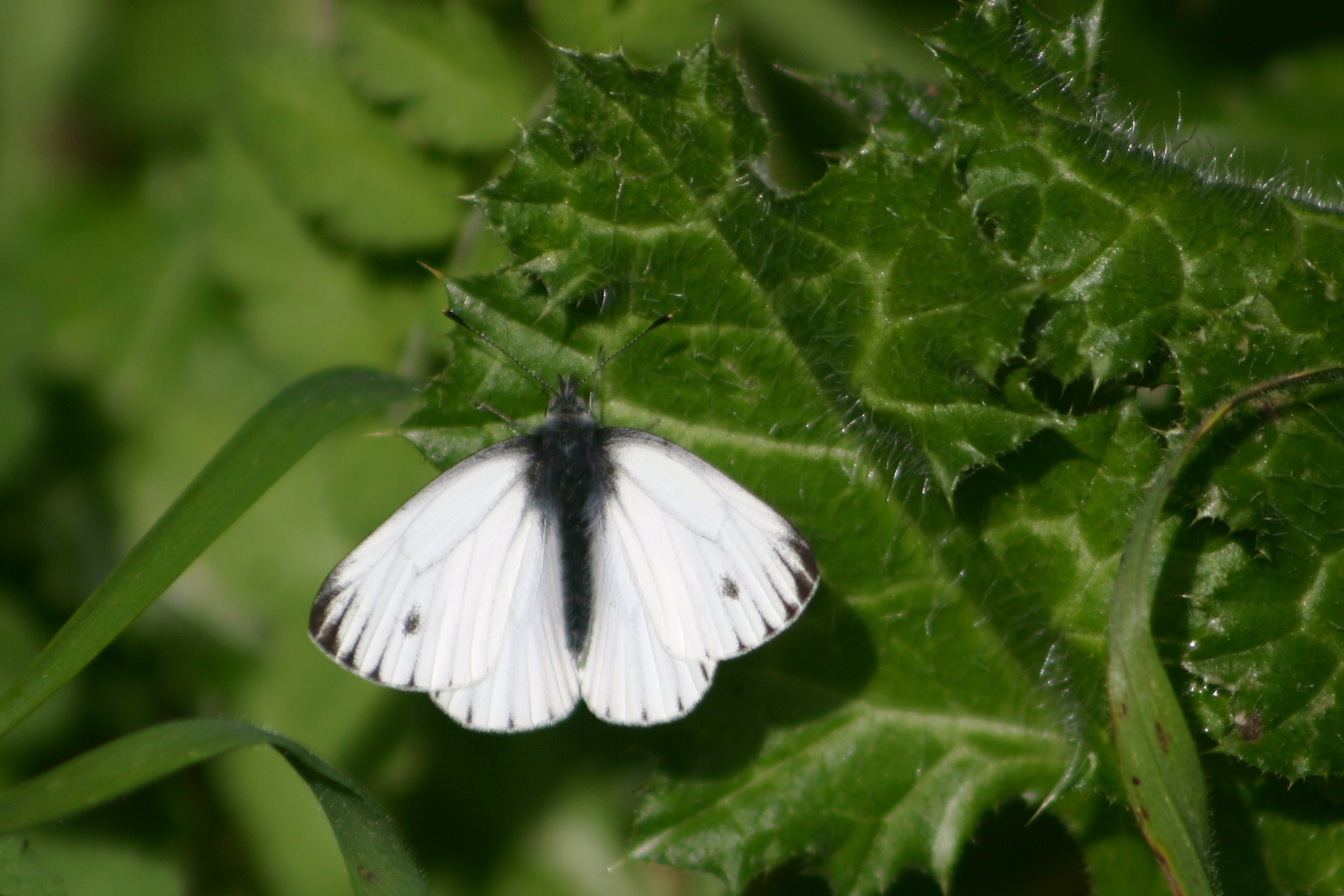 Pieris napi