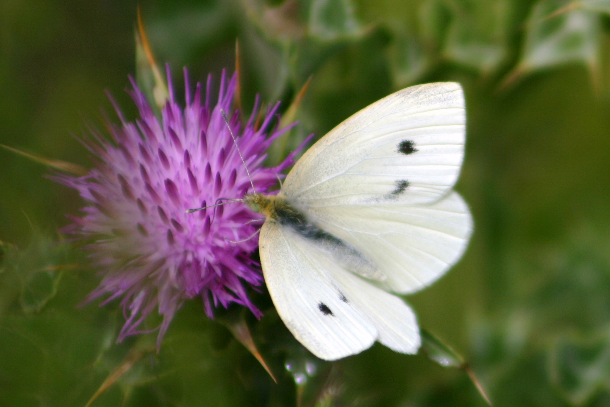 Pieris rapae