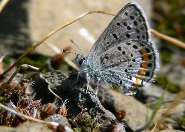 Plebeius lupini