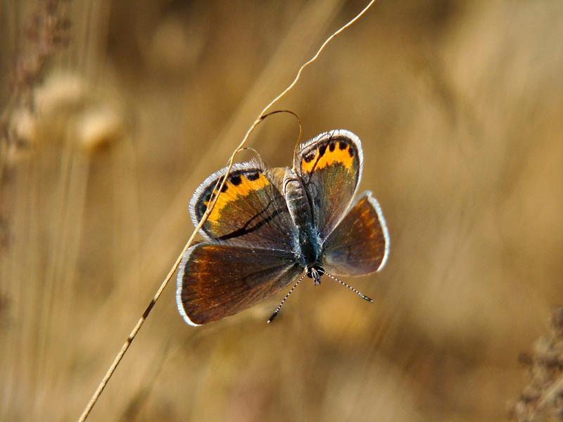 Plebejus acmon