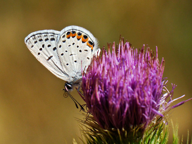 Plebejus acmon