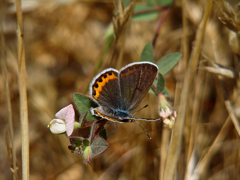 Plebejus acmon