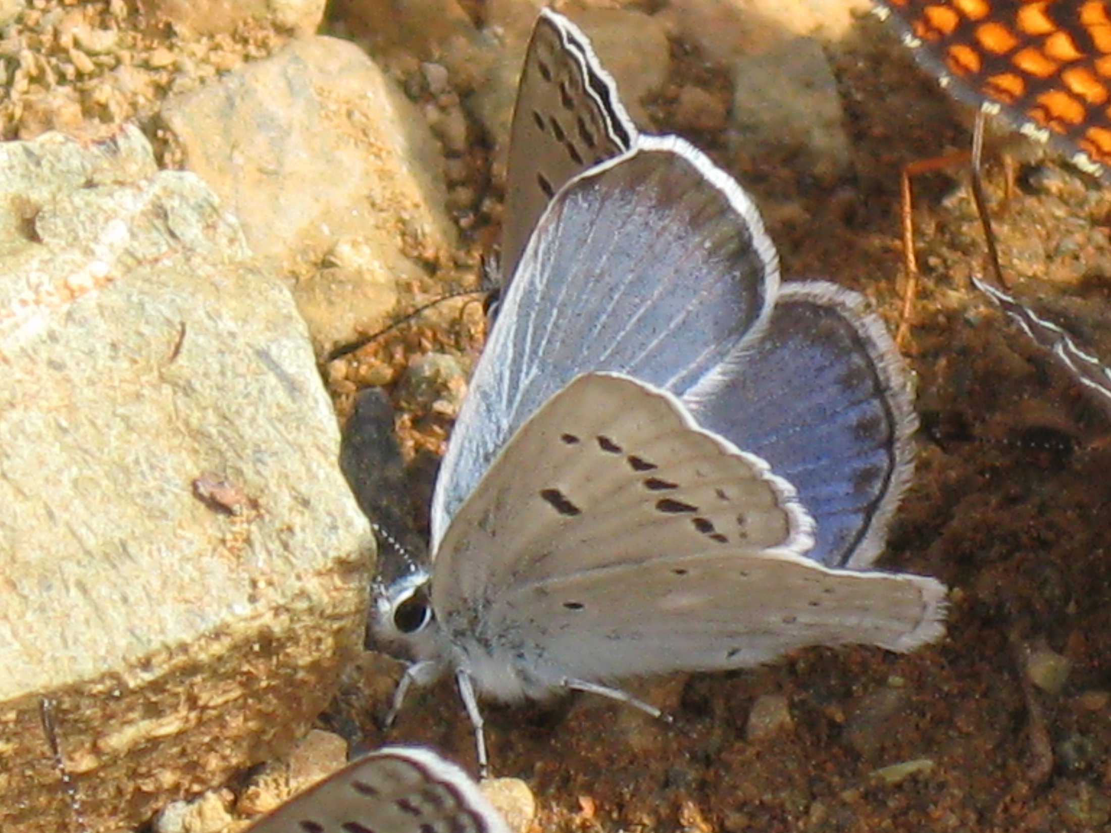 Plebejus icarioides