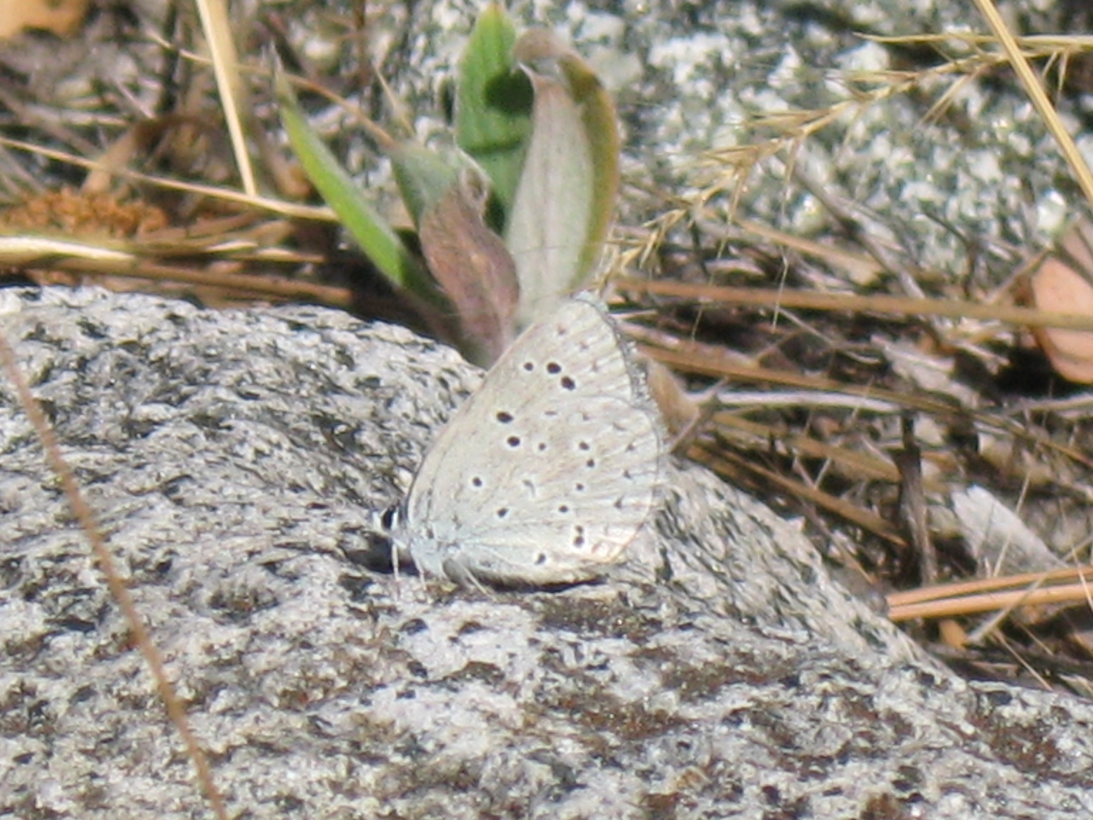 Plebejus icarioides