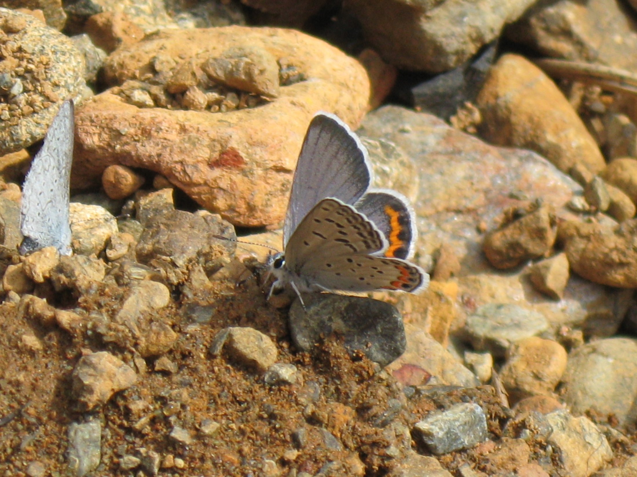 Plebejus lupini