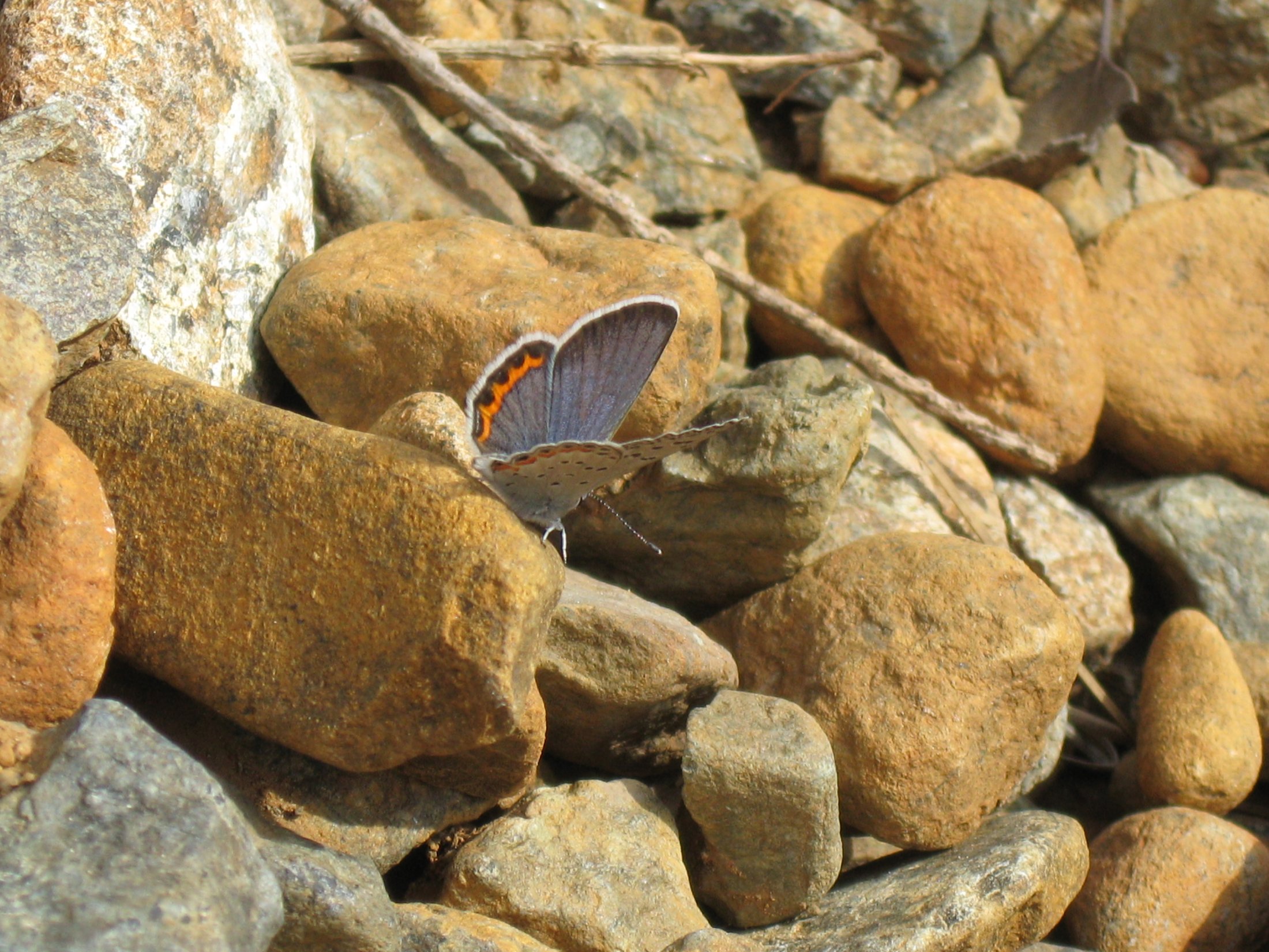 Plebejus lupini