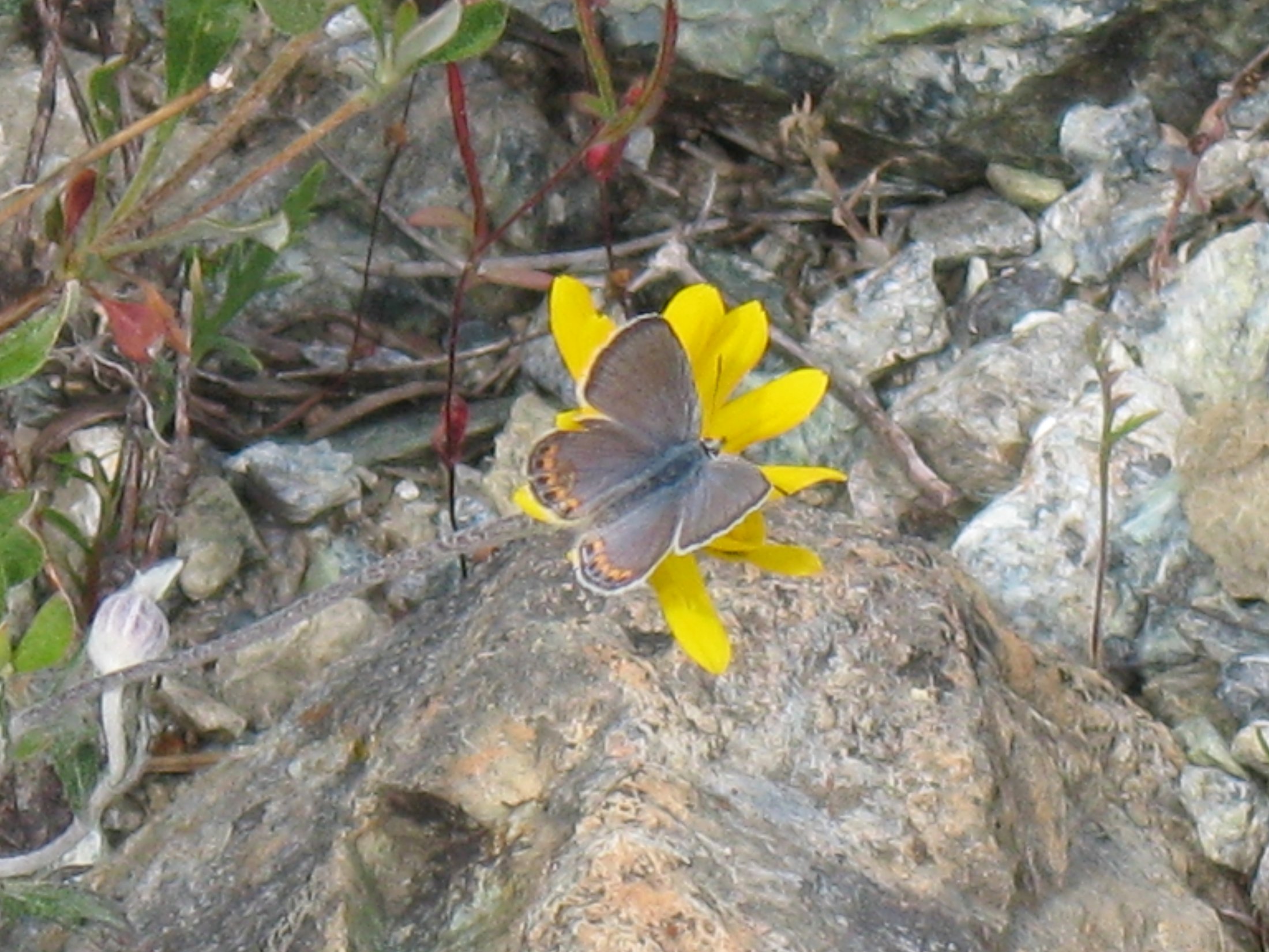 Plebejus lupini