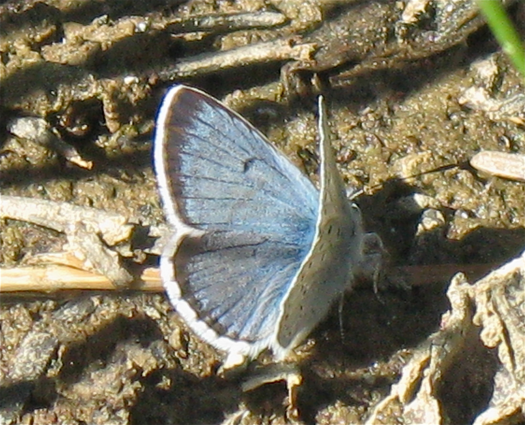 Plebejus saepiolus