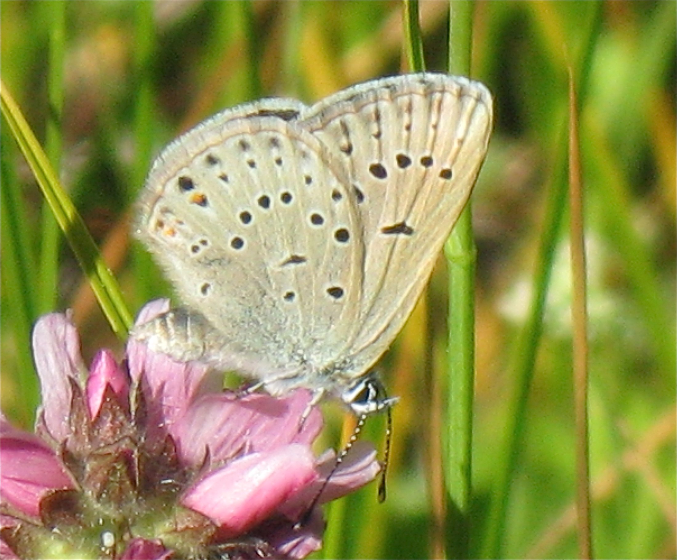 Plebejus saepiolus