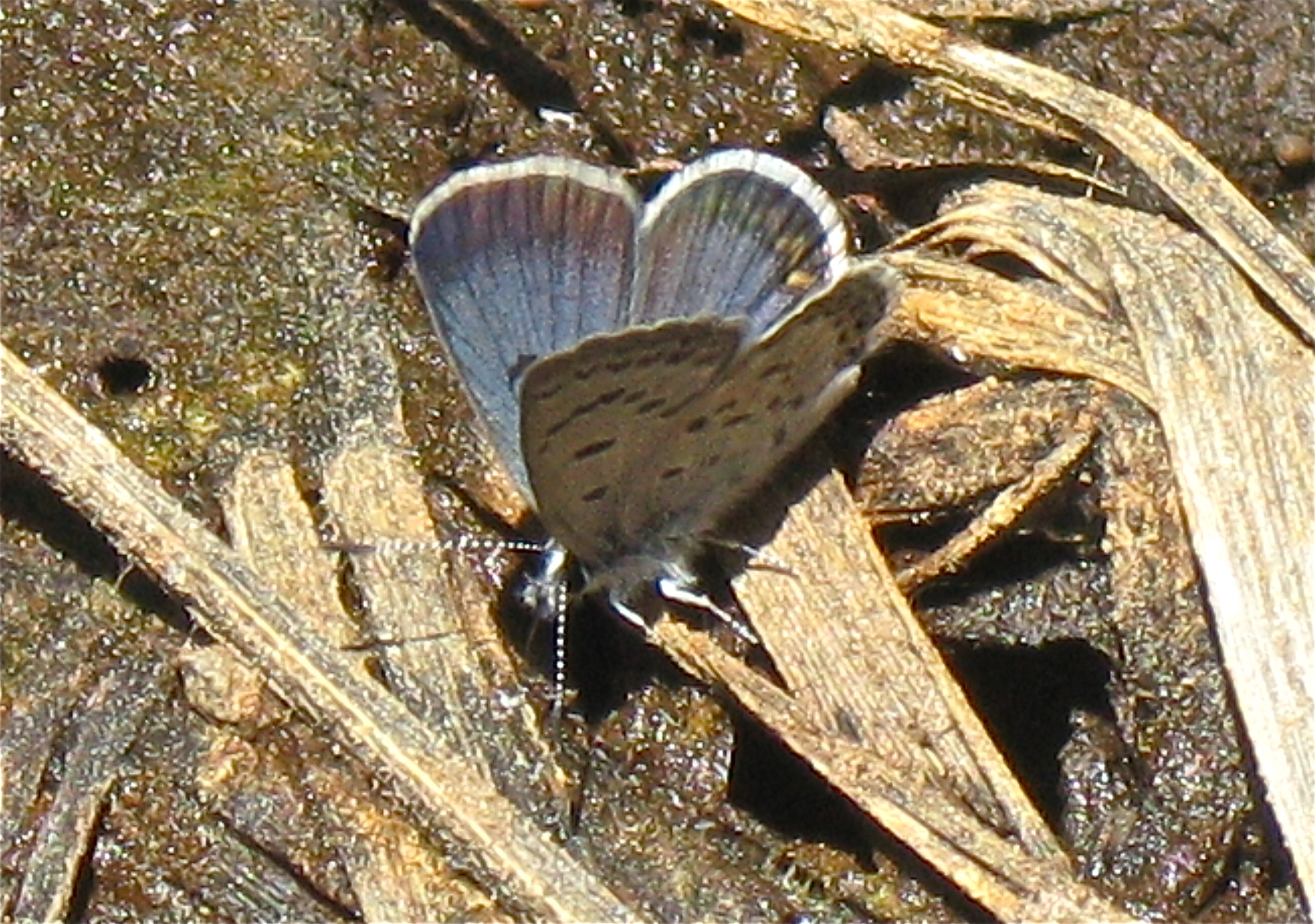 Plebejus shasta