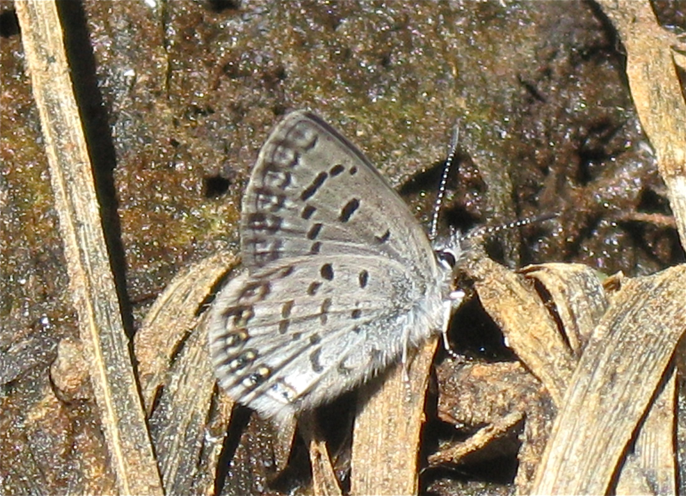 Plebejus shasta