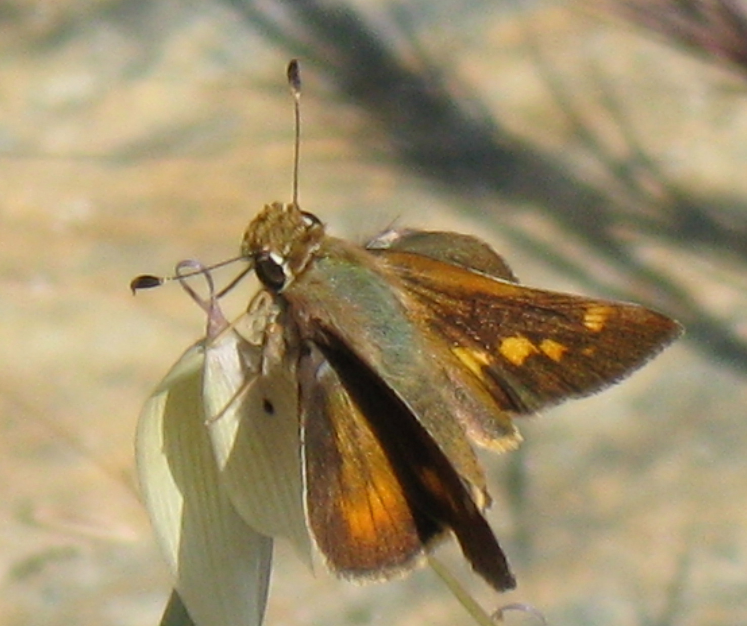 Poanes melane