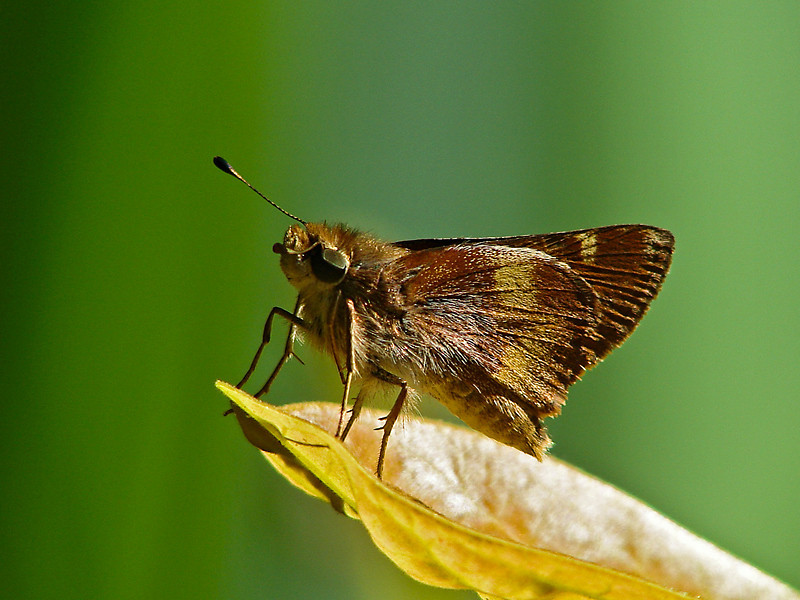Poanes melane