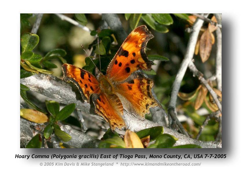 Polygonia zephyrus
