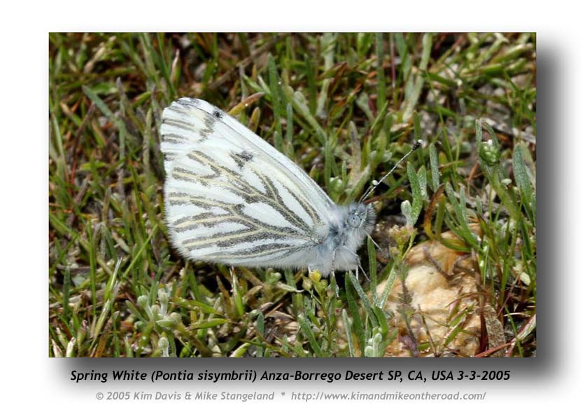 Pontia_sisymbrii