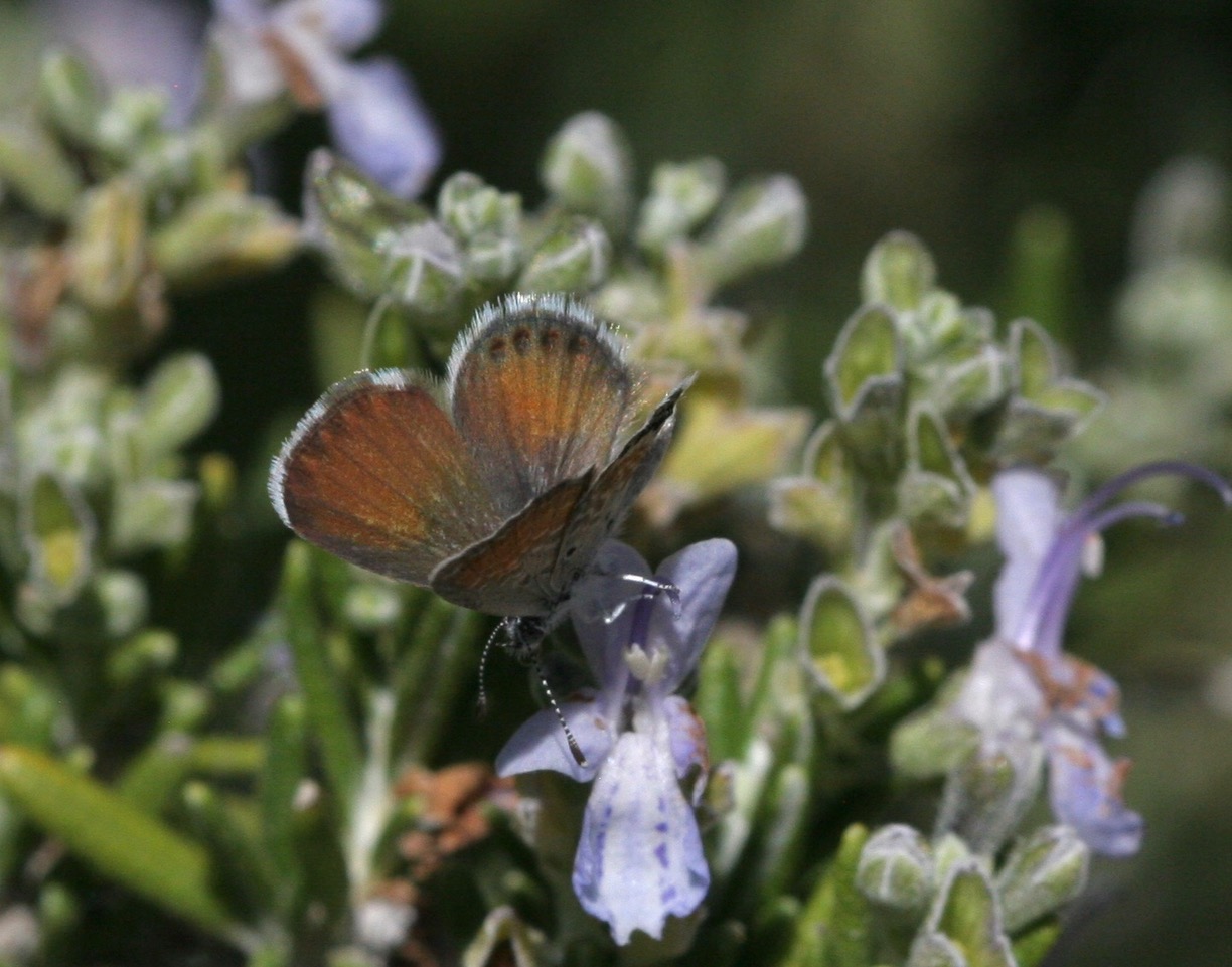 Pygmy Blue Female Dorsal, photo by John Lane, Sept 2017