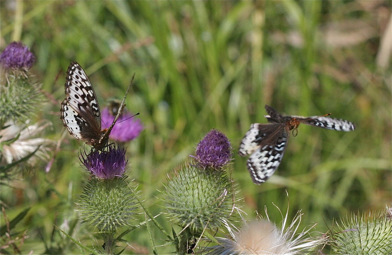 Speyeria cybele leto, photo by John Lane