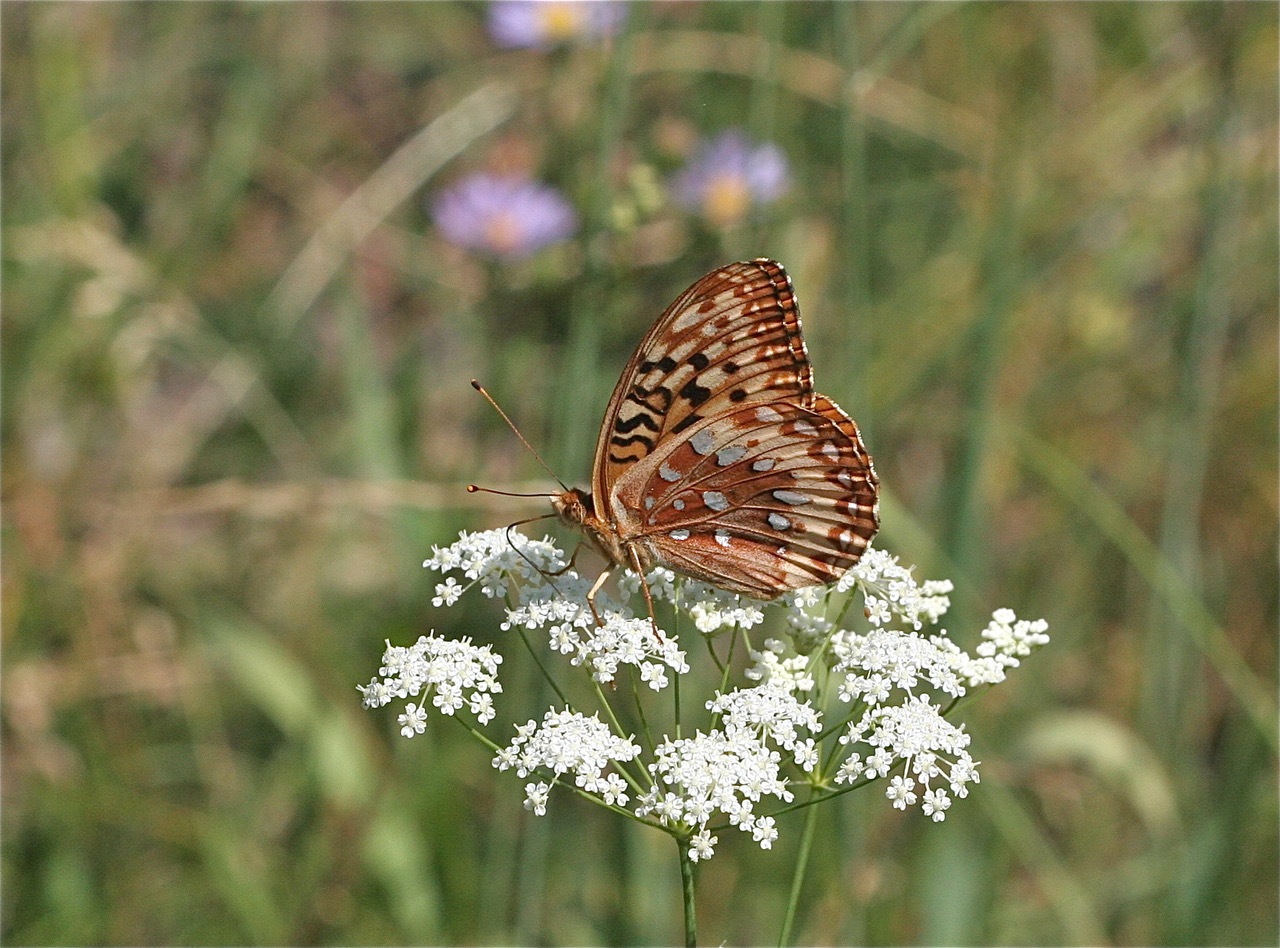 Speyeria cybele leto, photo by John Lane