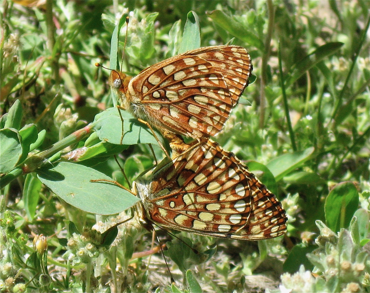 Speyeria irene, photo by John Lane