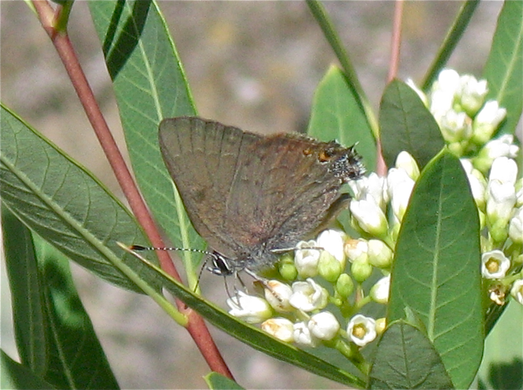 Satyrium tetra, photo by John Lane