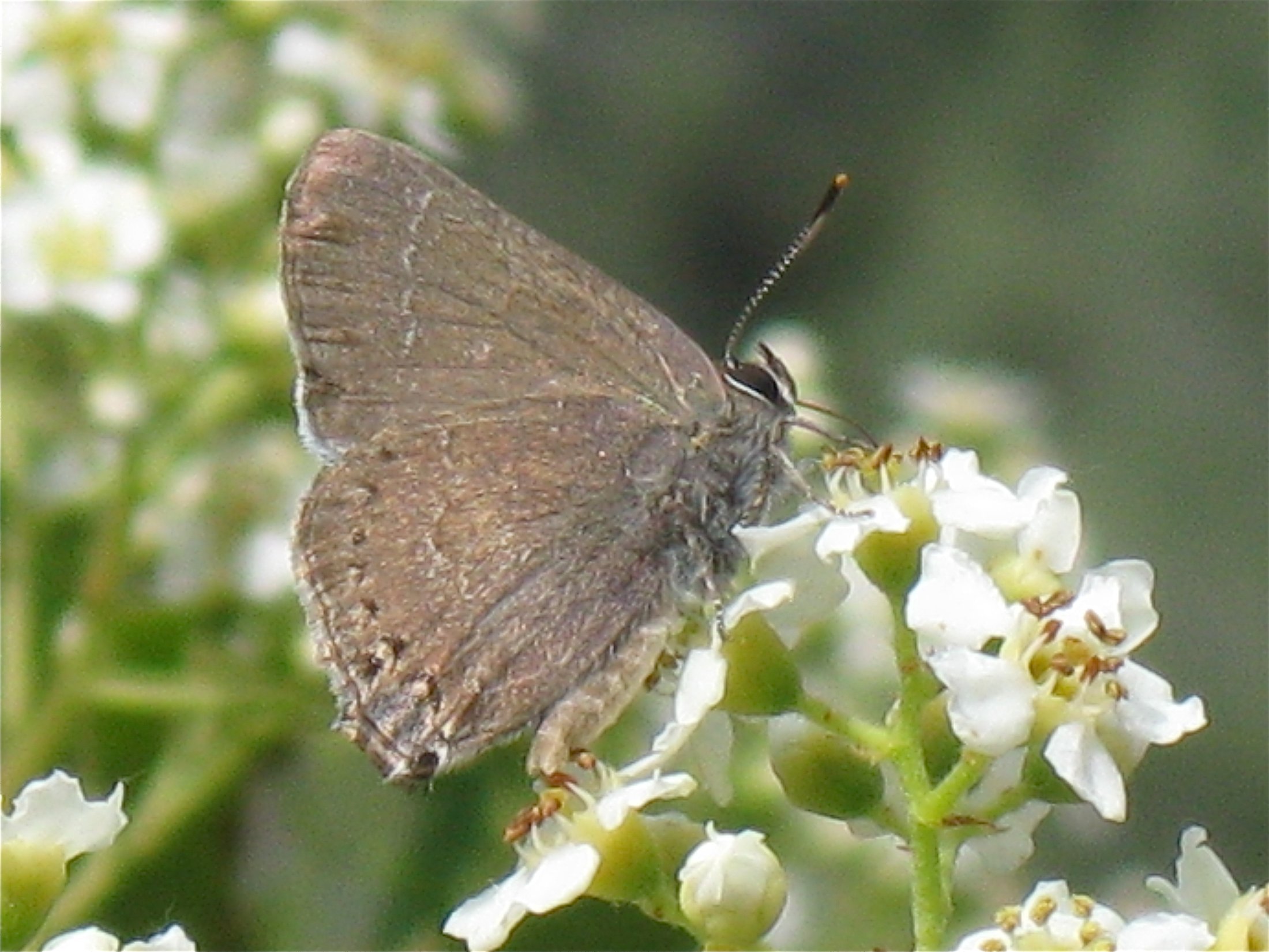 Satyrium tetra, photo by John Lane