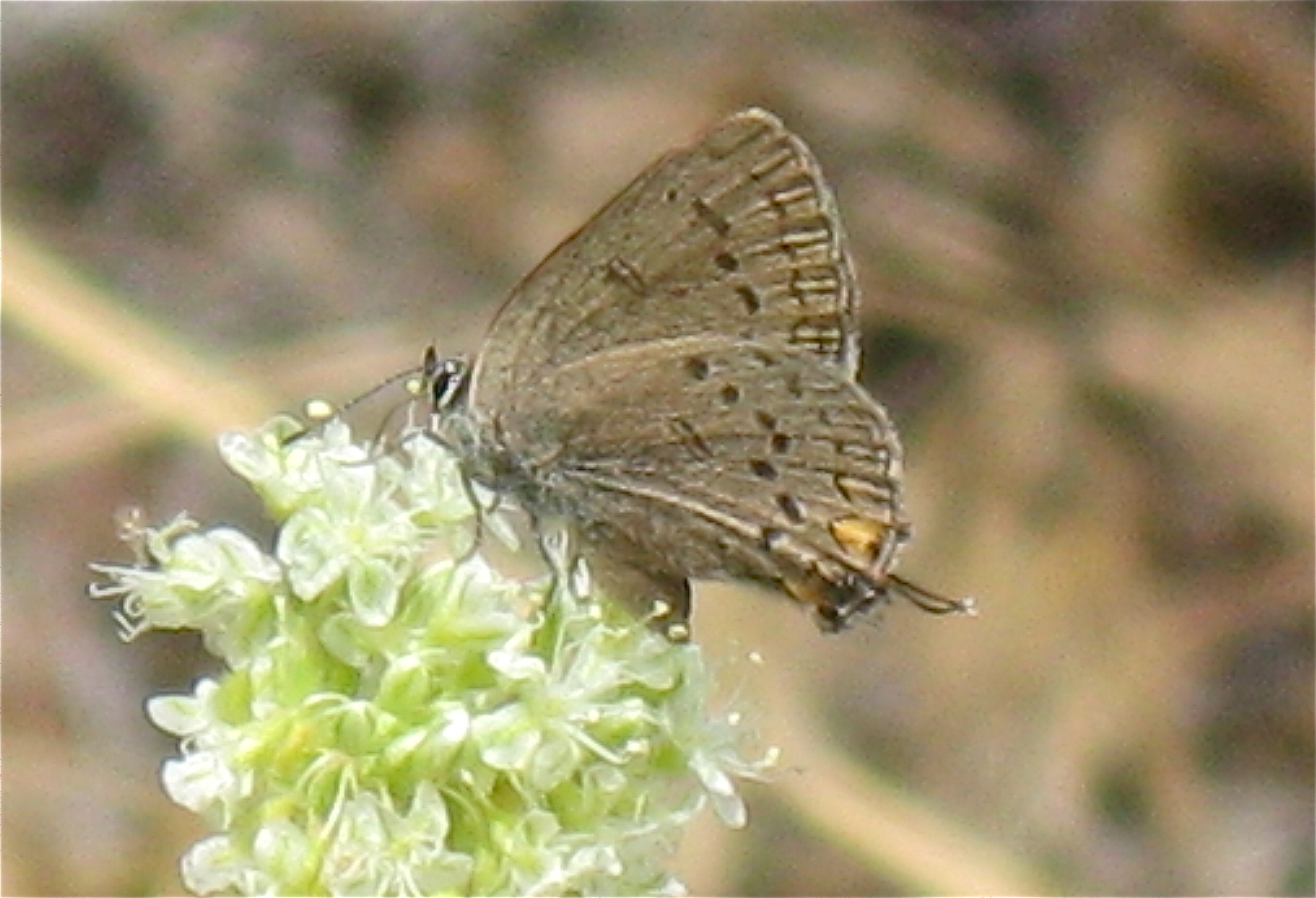 Satyrium californica