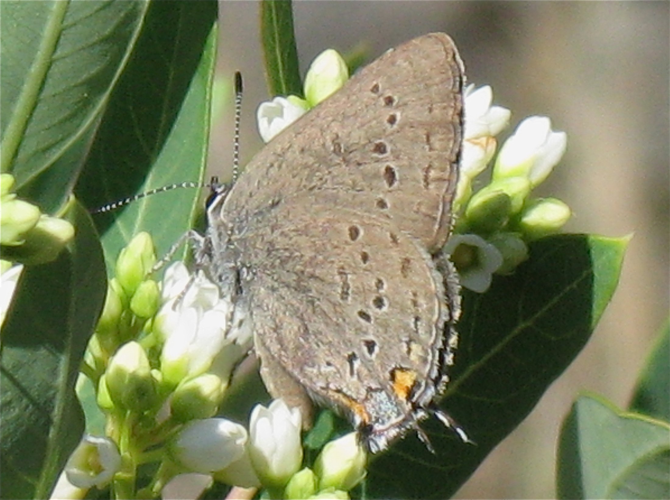 Satyrium californica