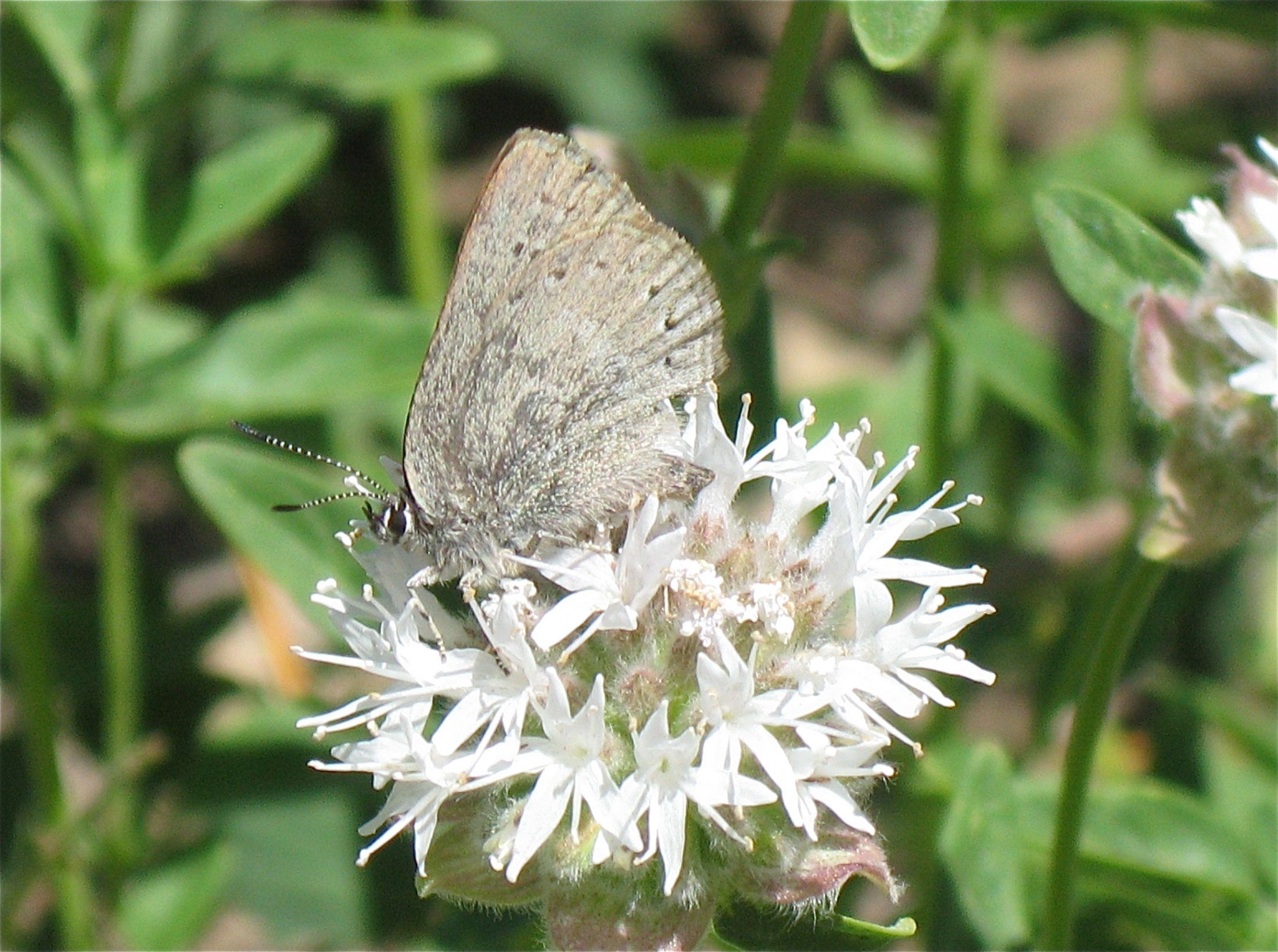 Satyrium fuliginosum fuliginosum