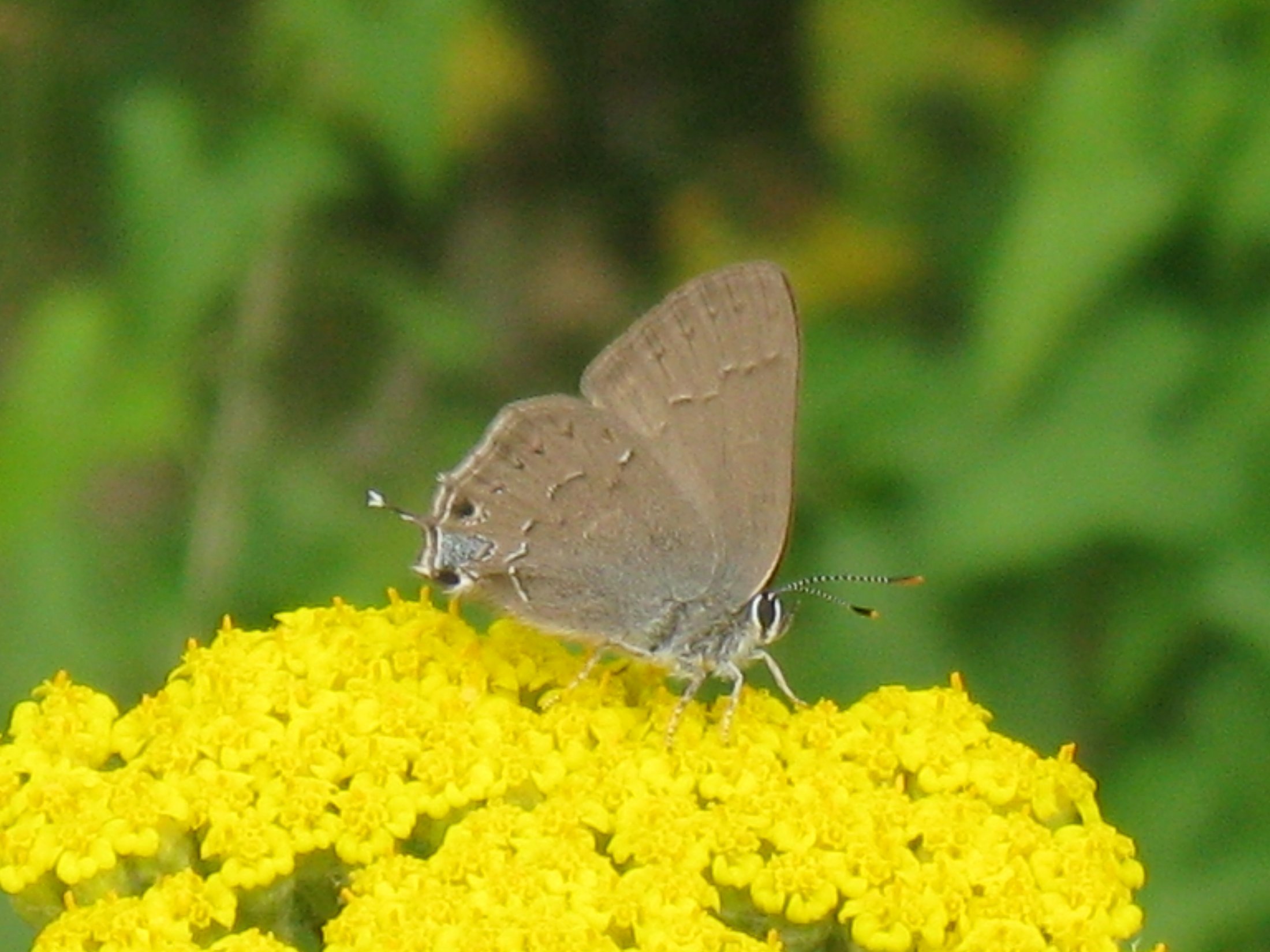Satyrium saepium